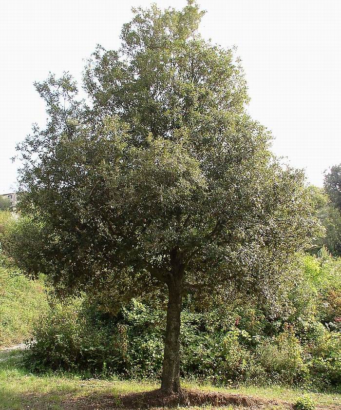 Quercus ilex / leccio